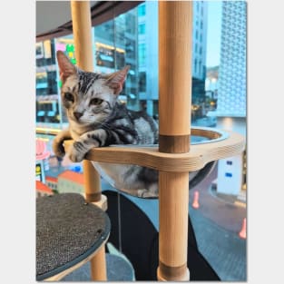 Window Perch in Seoul - Cat Cafe Moment Overlooking the City's Myeongdong Neighborhood Posters and Art
